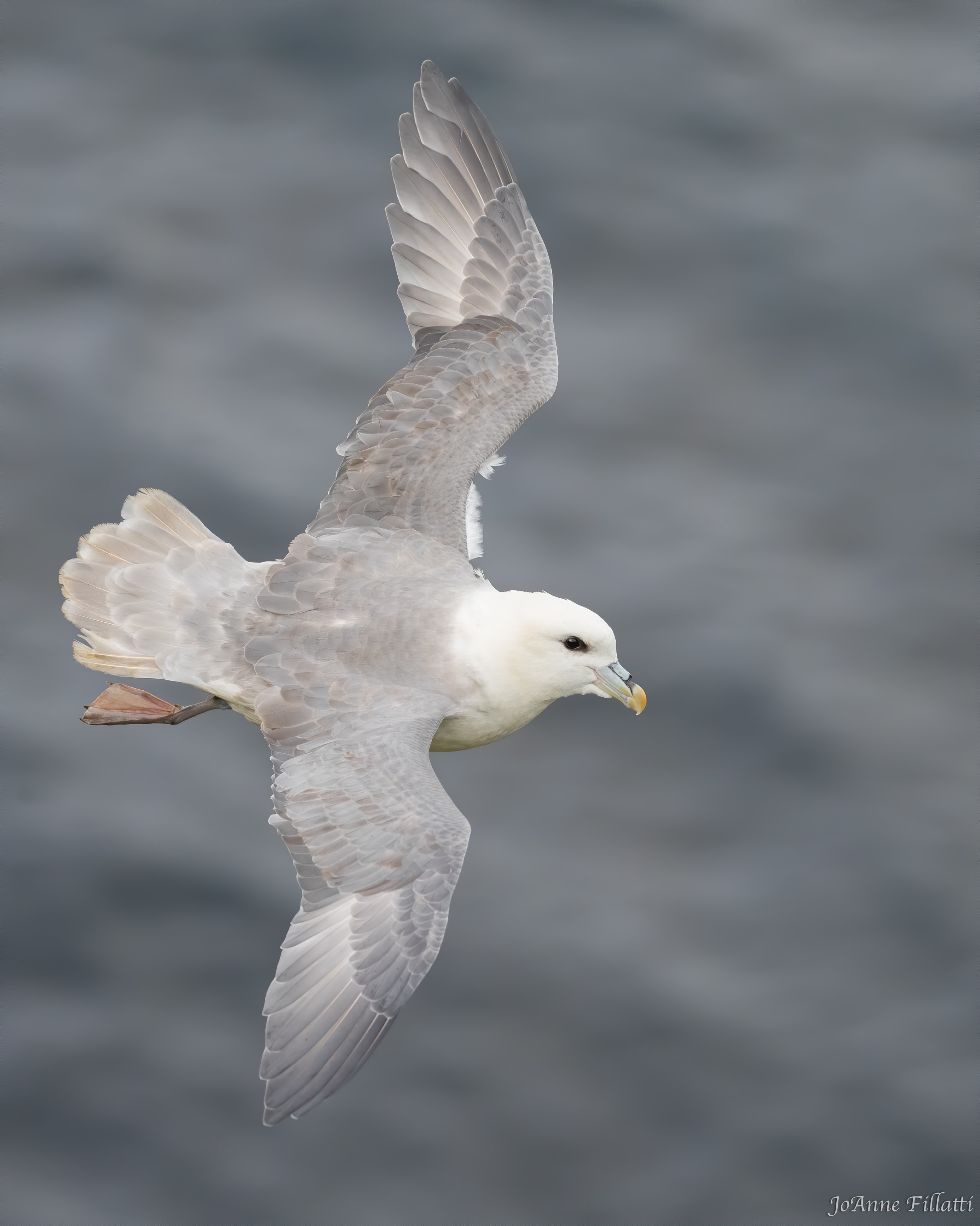 bird of iceland image 15